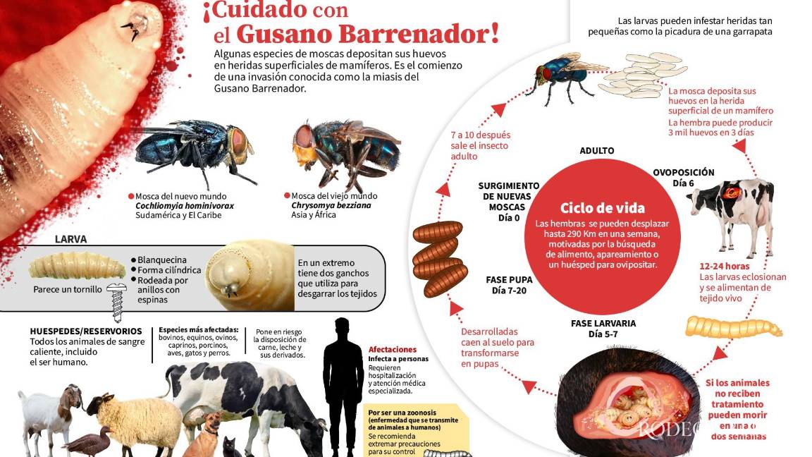 Alerta en Nuevo León por segundo caso de gusano barrenador, ahora en Montemorelos Alerta en Nuevo León por segundo caso de gusano barrenador, ahora en Montemorelos