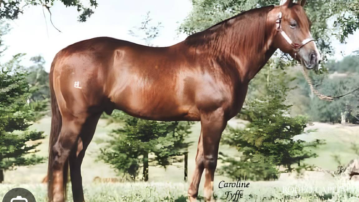 Caballos Leyenda. Topsail Cody: el semental que marcó la historia del reining Caballos Leyenda. Topsail Cody: el semental que marcó la historia del reining
