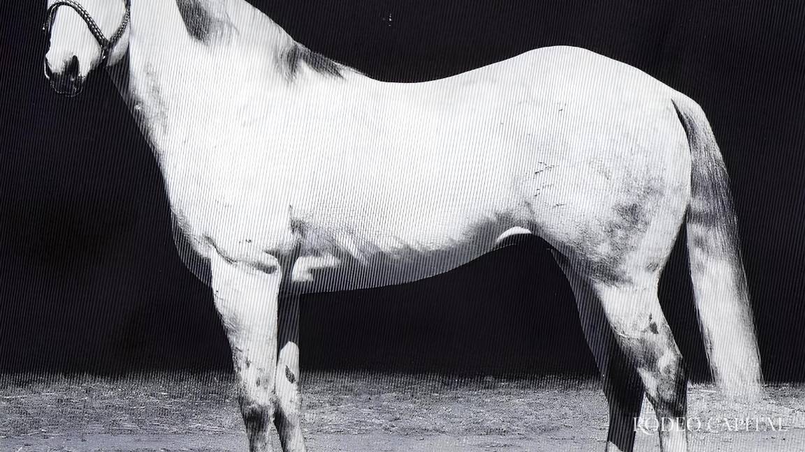 Caballos Leyenda: Jackie Bee, con espíritu que trasciende Caballos Leyenda: Jackie Bee, con espíritu que trasciende