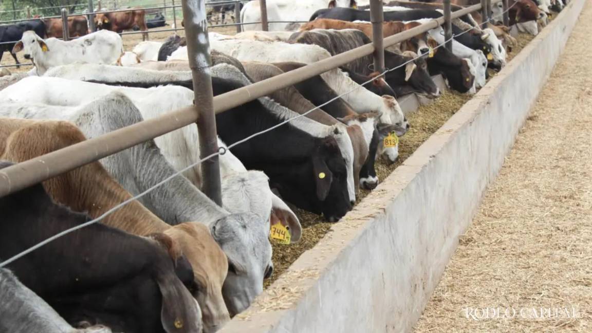Anuncia EU reapertura gradual de frontera a ganado mexicano; prevén el 18 de agosto para Coahuila Anuncia EU reapertura gradual de frontera a ganado mexicano; prevén el 18 de agosto para Coahuila