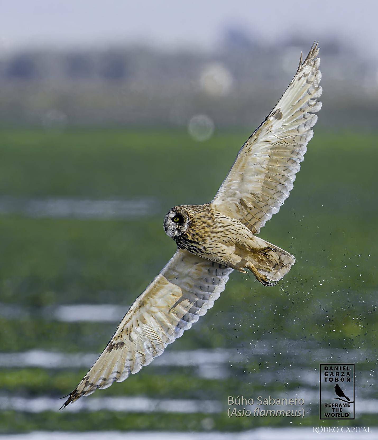 Aves, naturaleza, arte: el propósito de Daniel Garza Tobón $!Aves, naturaleza, arte: el propósito de Daniel Garza Tobón