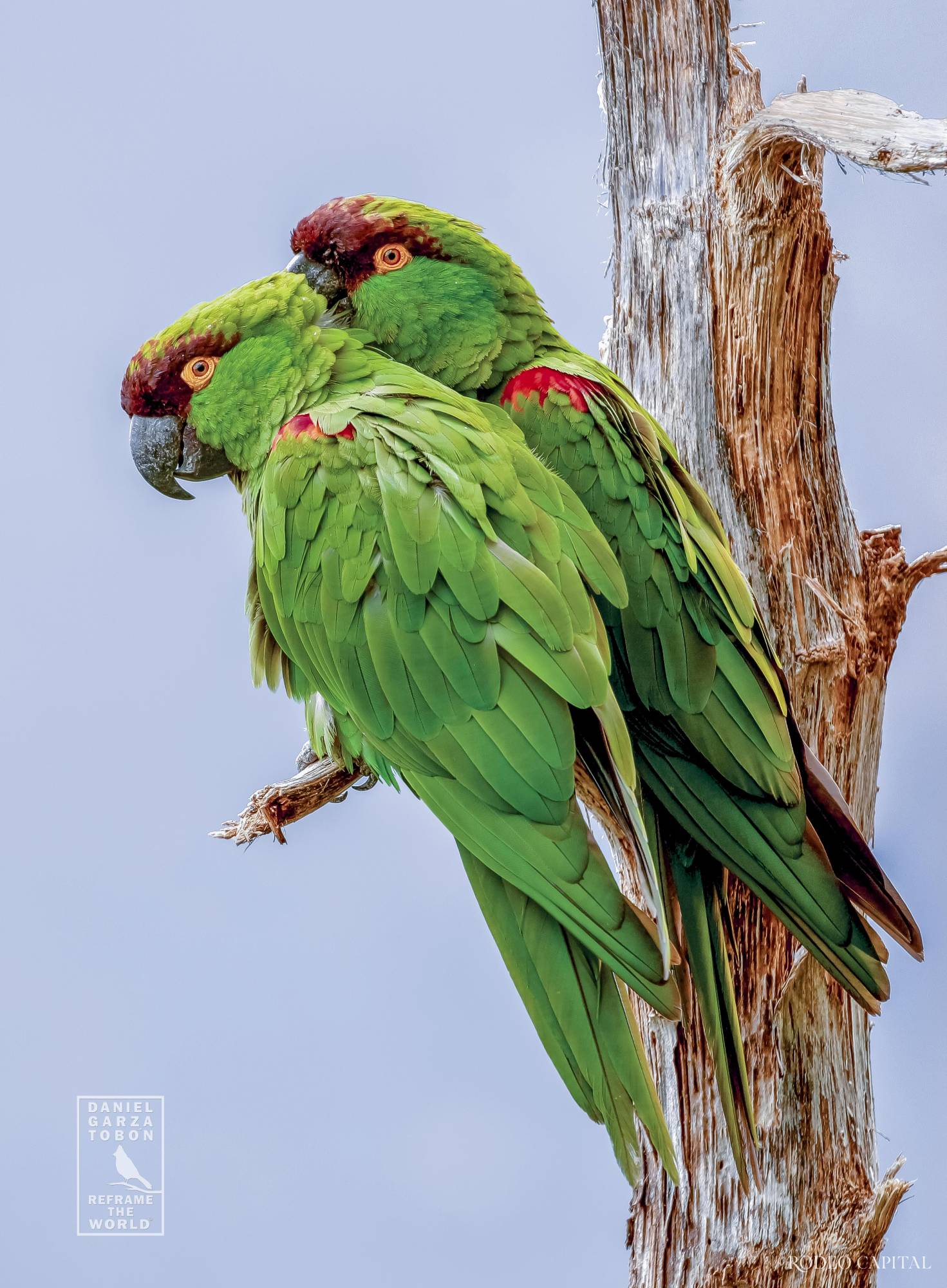 Aves, naturaleza, arte: el propósito de Daniel Garza Tobón $!Aves, naturaleza, arte: el propósito de Daniel Garza Tobón