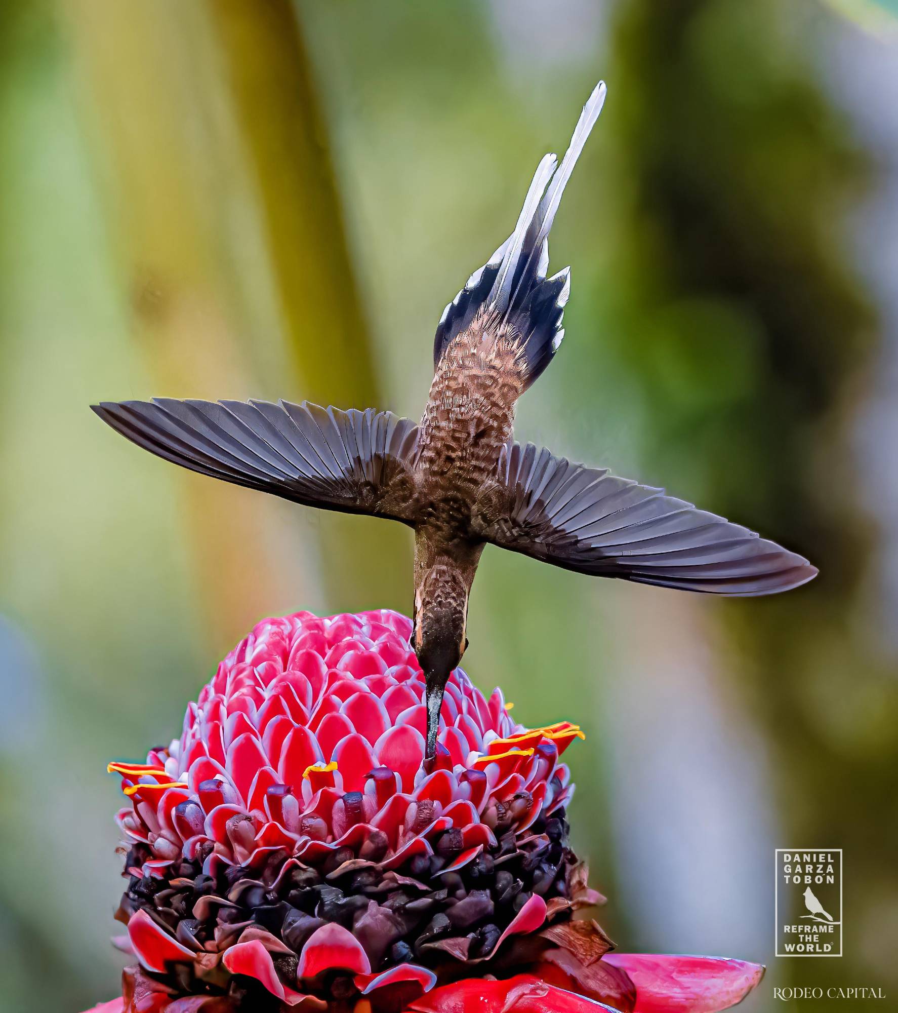 Aves, naturaleza, arte: el propósito de Daniel Garza Tobón $!Aves, naturaleza, arte: el propósito de Daniel Garza Tobón