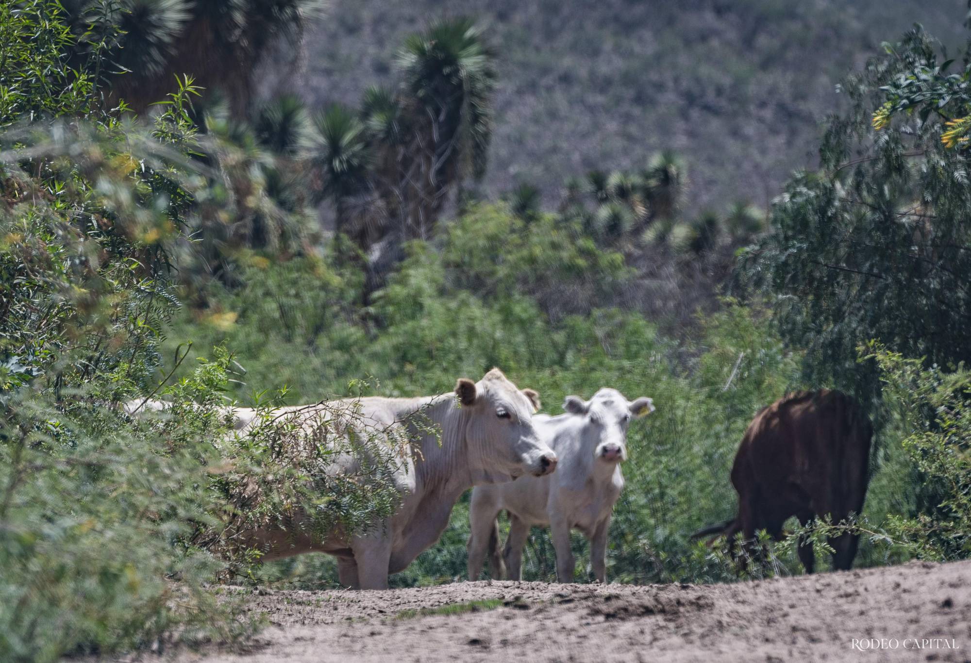 Ganado Beefmaster y Charolais se produce en el lugar. $!Ganado Beefmaster y Charolais se produce en el lugar.