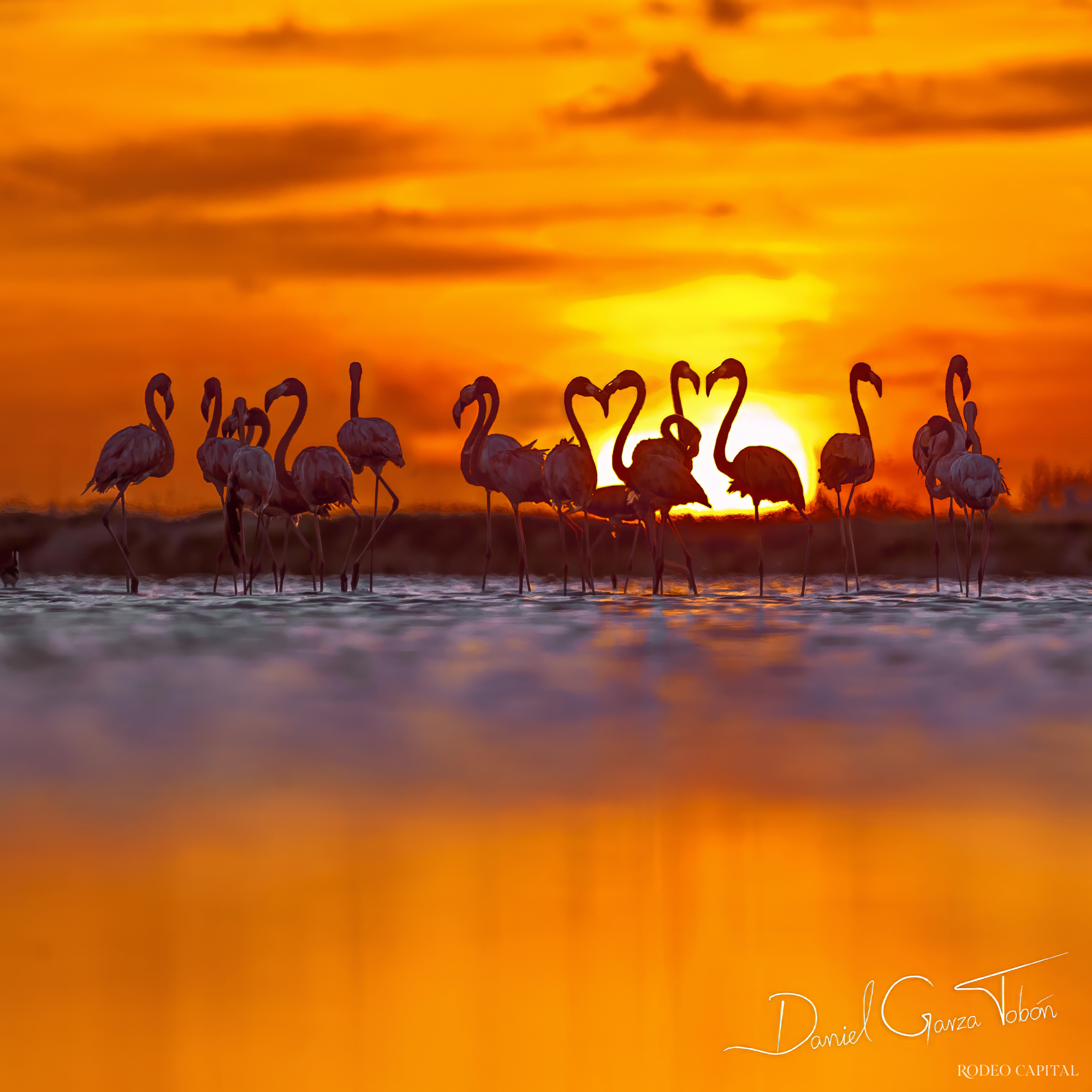 Aves, naturaleza, arte: el propósito de Daniel Garza Tobón $!Aves, naturaleza, arte: el propósito de Daniel Garza Tobón