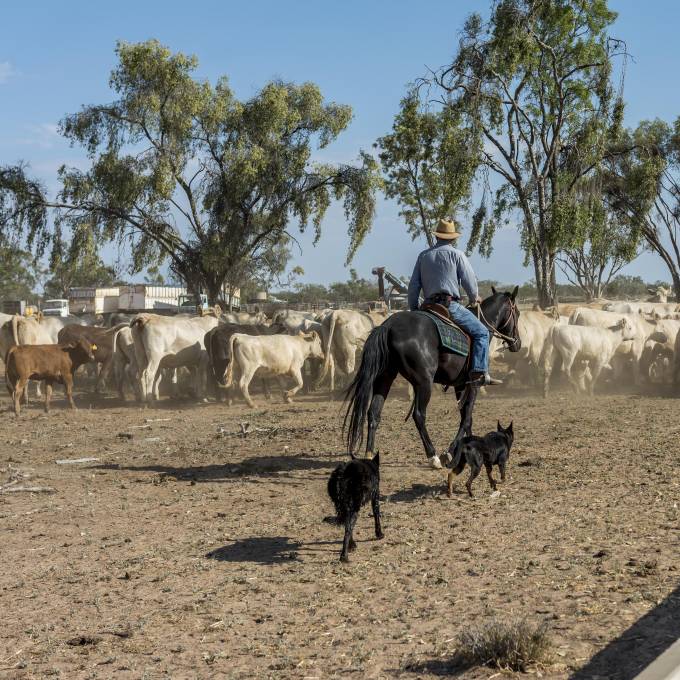 “Ser ganadero en el desierto no es fácil, pero es profundamente formativo”: Antonio Neira.