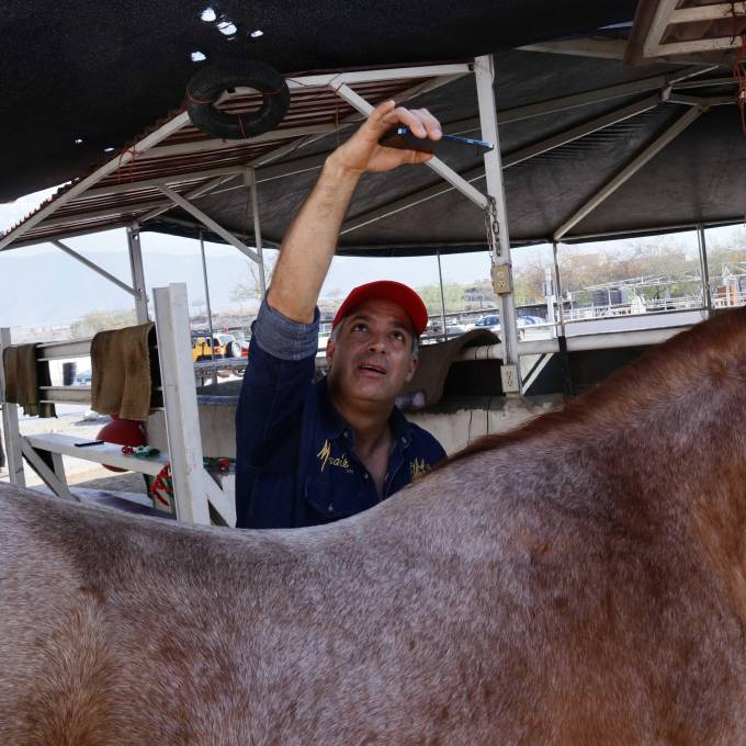 Con una app de celular Felipe González hace posible garantizarle a un caballo una montura que le dará comodidad y mejor desempeño en competencia.