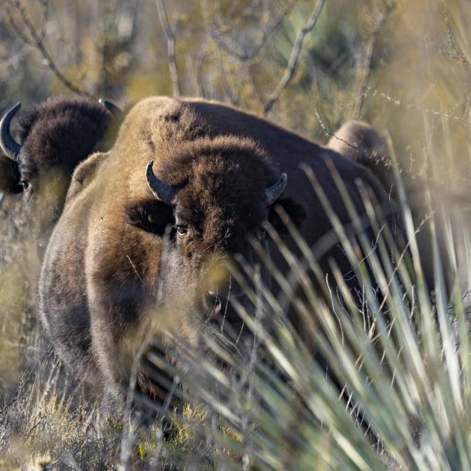 Iyané: Guardián del desierto