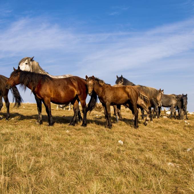 Parte de la salud del caballo implica que pueda socializar con otros animales.