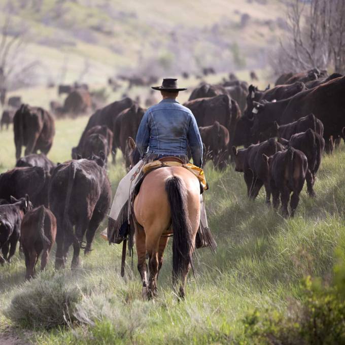 En algunas regiones de México, el 27 de julio se celebra el Día del Vaquero, también en enero hay un fecha para ello, mientras que en EU se celebra el cuarto sábado de julio.