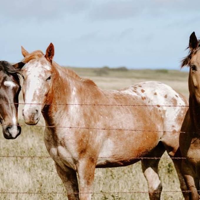 El color del caballo no determina su carácter ni su desempeño.