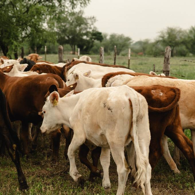 En los ranchos del norte de México, los cercos no sólo delimitan terrenos: son la base para organizar el pastoreo y cuidar el equilibrio del pastizal.