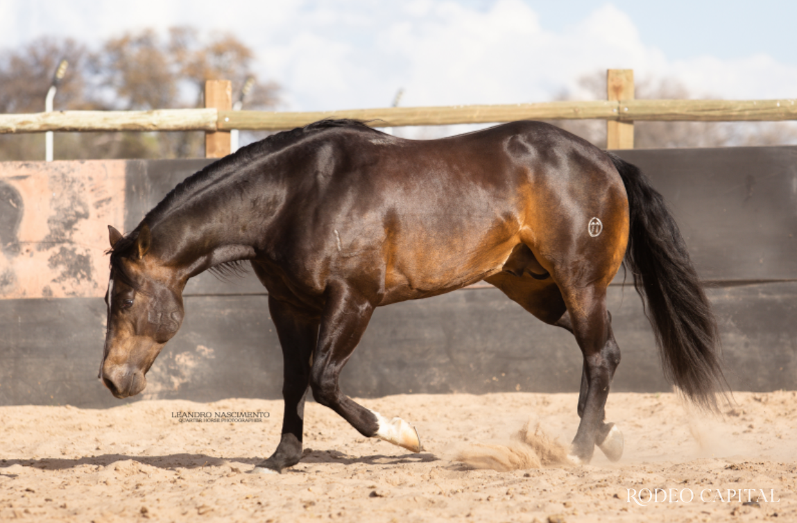 $!Las Tunas: el rancho mexicano con la mejor remuda AQHA