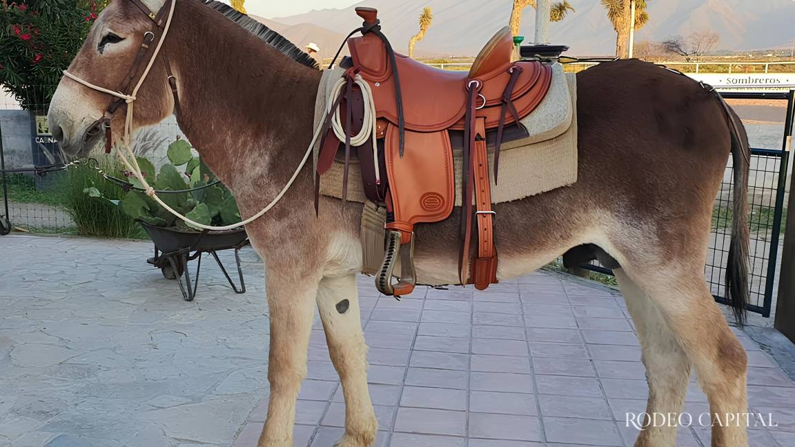Caballos Leyenda: Guía para producir mulares de pelajes especiales