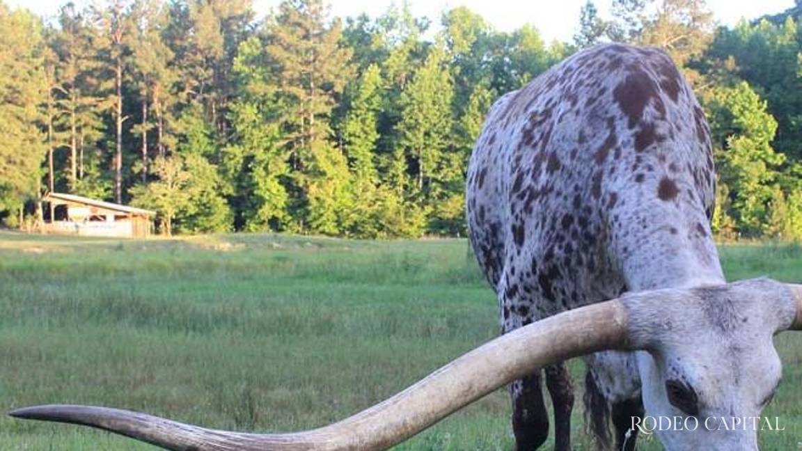 Nuestros expertos: El ganado cuernos largos de Texas