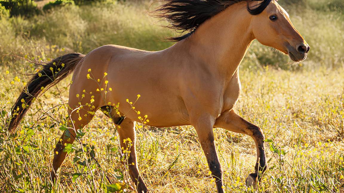 Caballos Leyenda: Spirit, ¿realmente existió o fue sólo una leyenda animada?