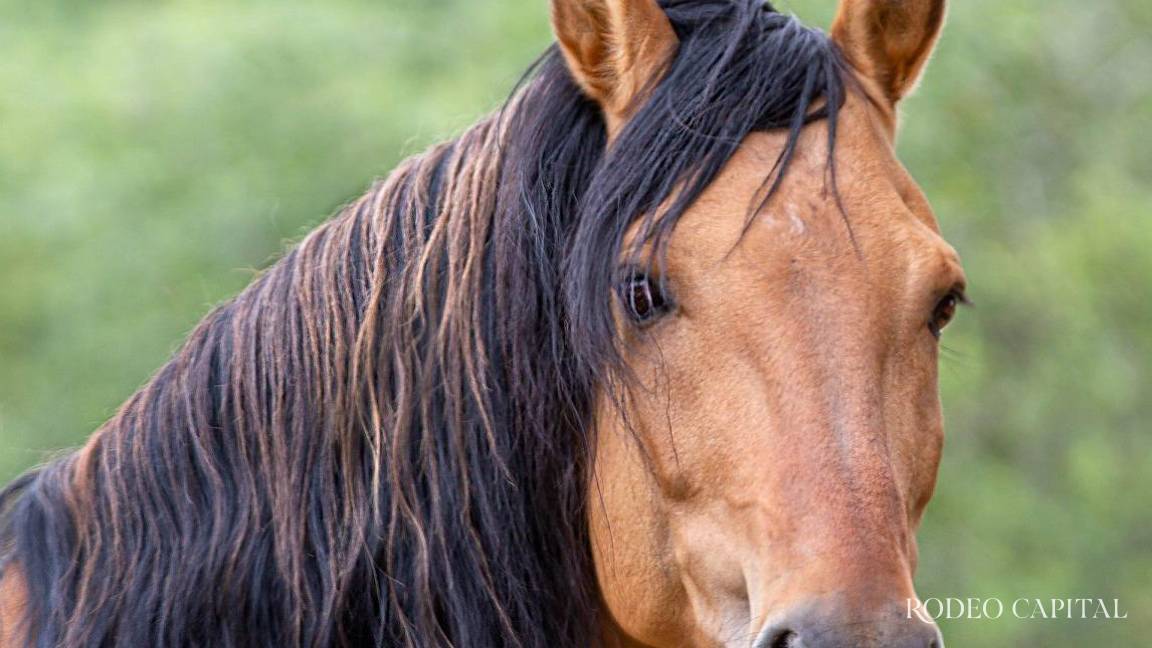 Caballos Leyenda: El criollo mexicano