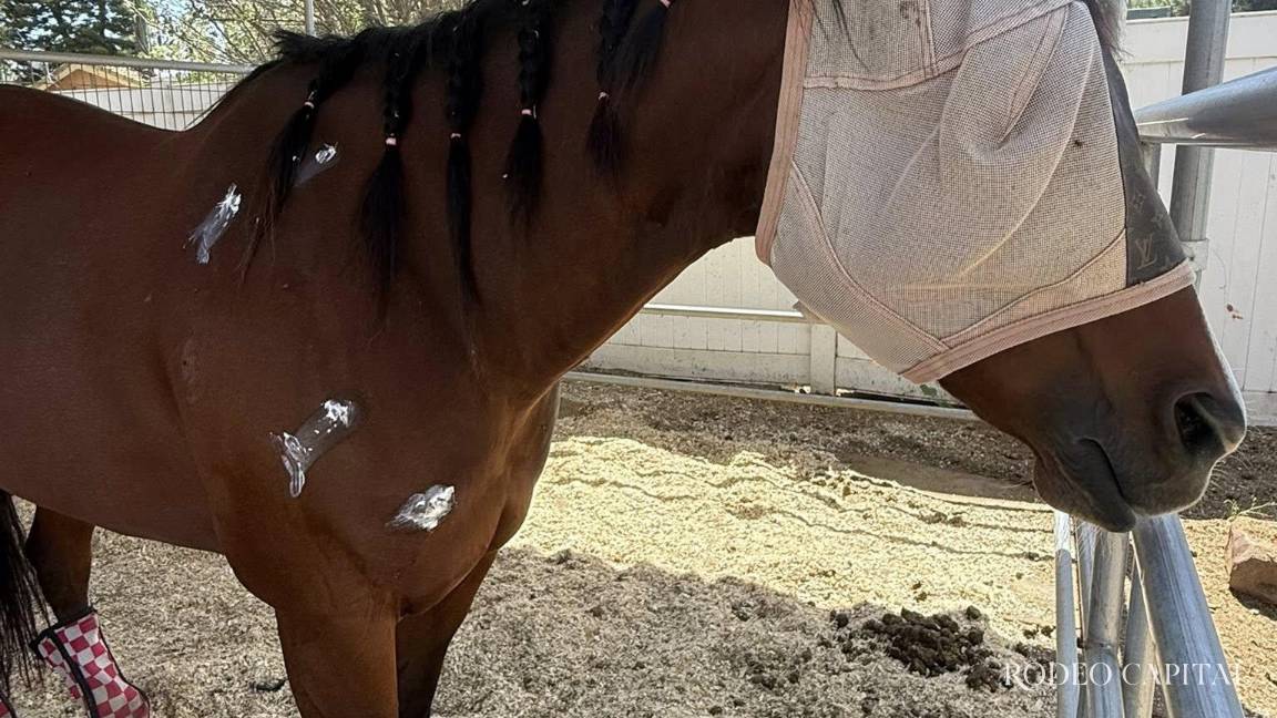 Detienen a barrilera por apuñalar a tres caballos en Las Vegas