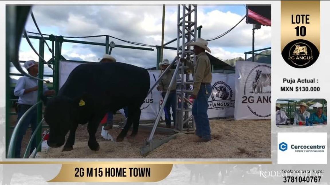 Realizan con éxito subasta de ganado Angus