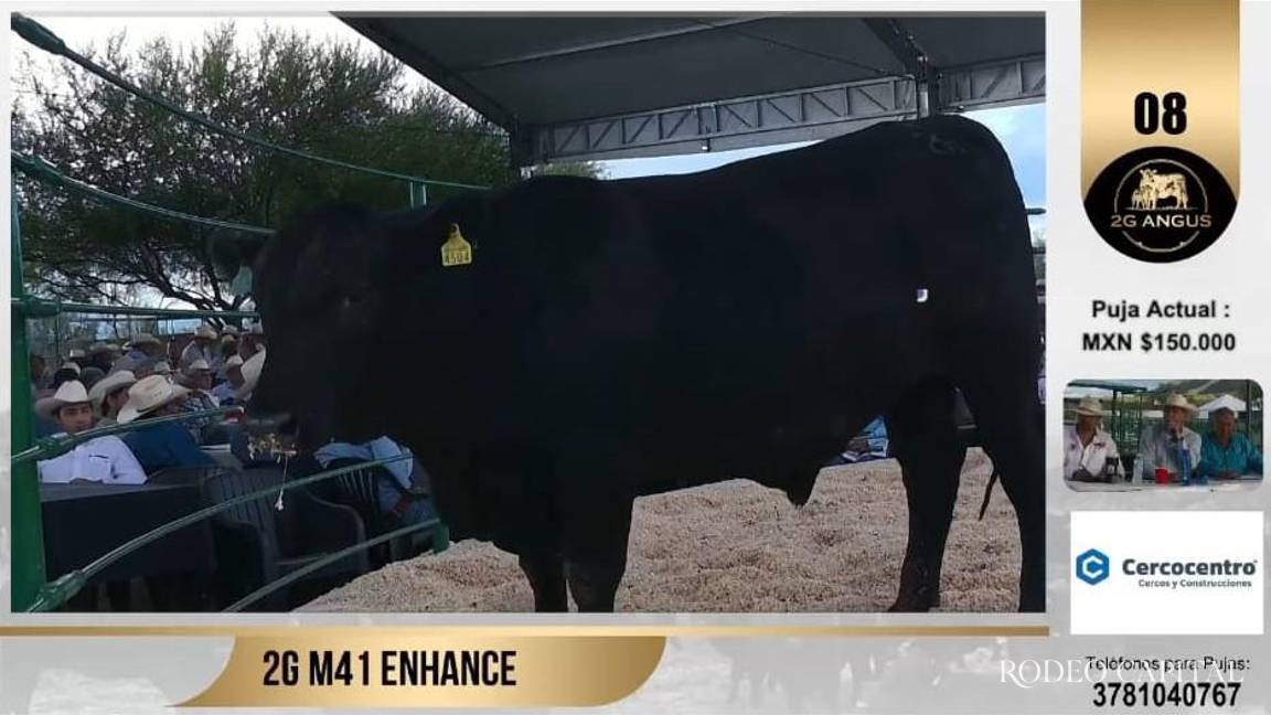 Realizan con éxito subasta de ganado Angus