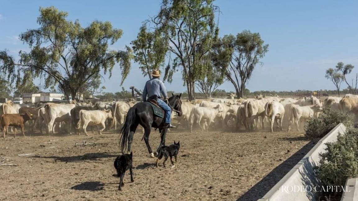 ¡Felicidades vaqueros! Hoy se celebra su legado al cuidado del campo, los animales y la tradición mexicana