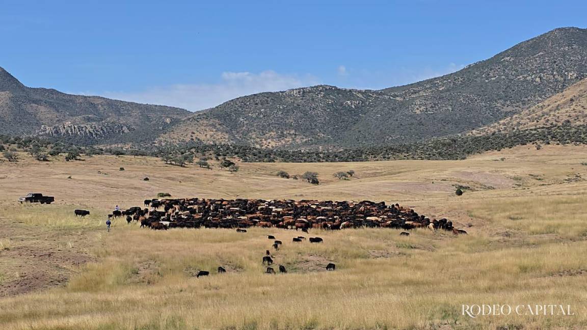 Ganadería regenerativa: Por el futuro del suelo y el ganado en México