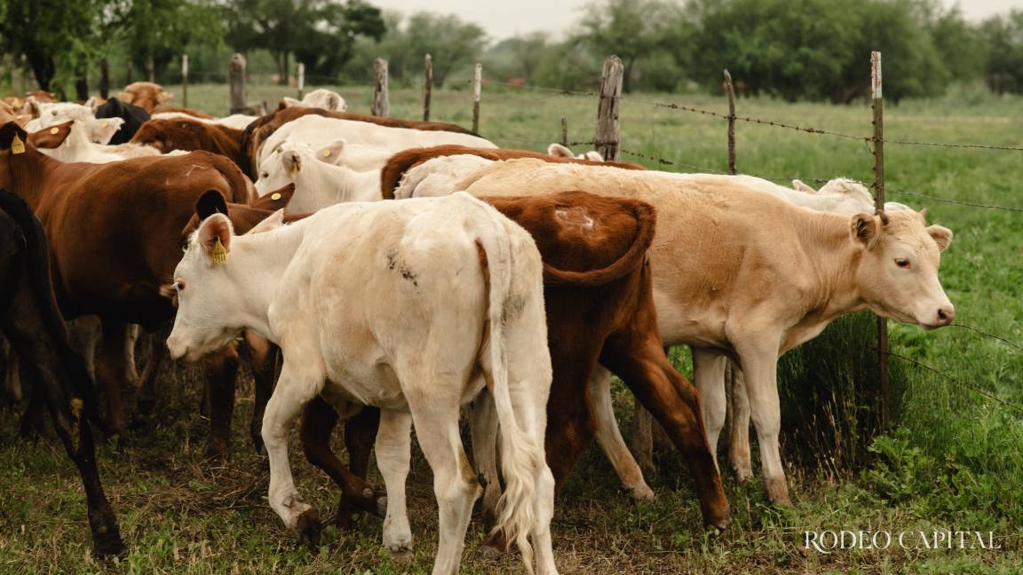 Pulso Ganadero: El cerco, la línea invisible que ordena el rancho