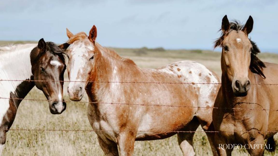 Nuestros expertos: Buenos y malos colores o buenos y malos caballos