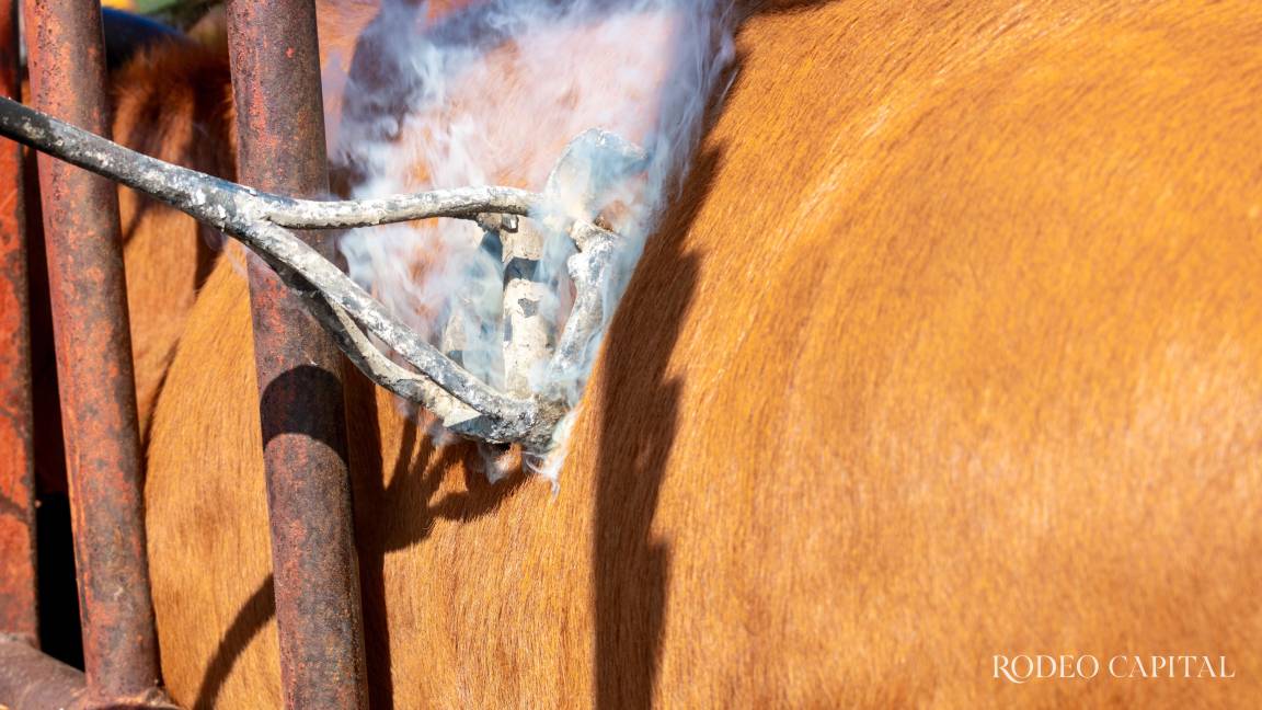 Entre la sequía y la esperanza: El renacer de la ganadería en Coahuila