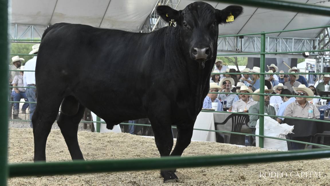 Coahuila refrenda liderazgo ganadero en subasta de Angus negro
