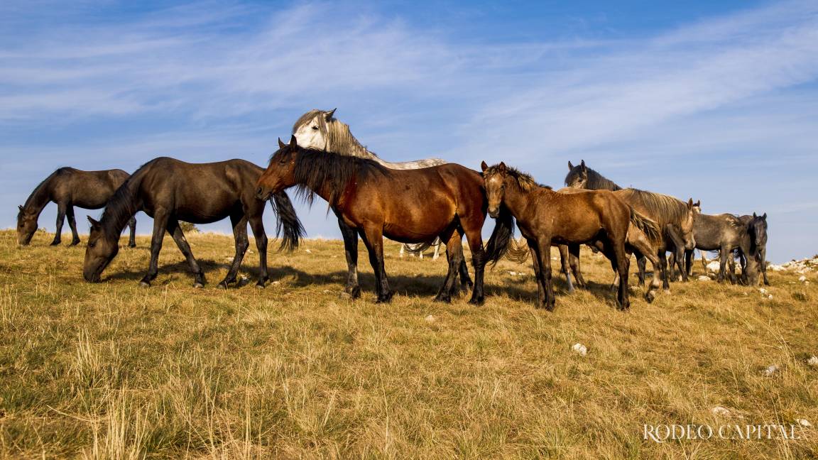 Cuando los caballos dejan de ser caballos (mal trato animal)