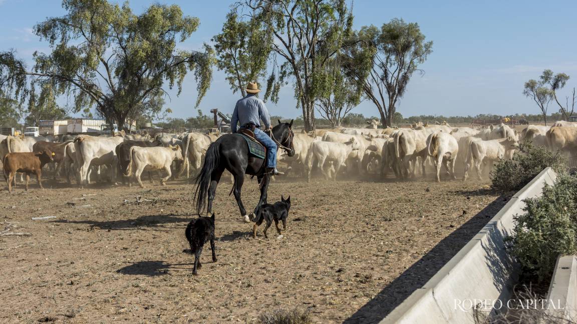 Pulso Ganadero: Ganadería en el desierto, cuando la tierra va primero