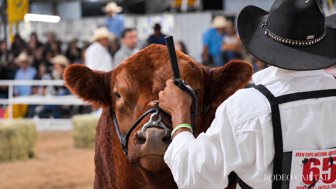 Rodeo Saltillo será sede de la excelencia ganadera