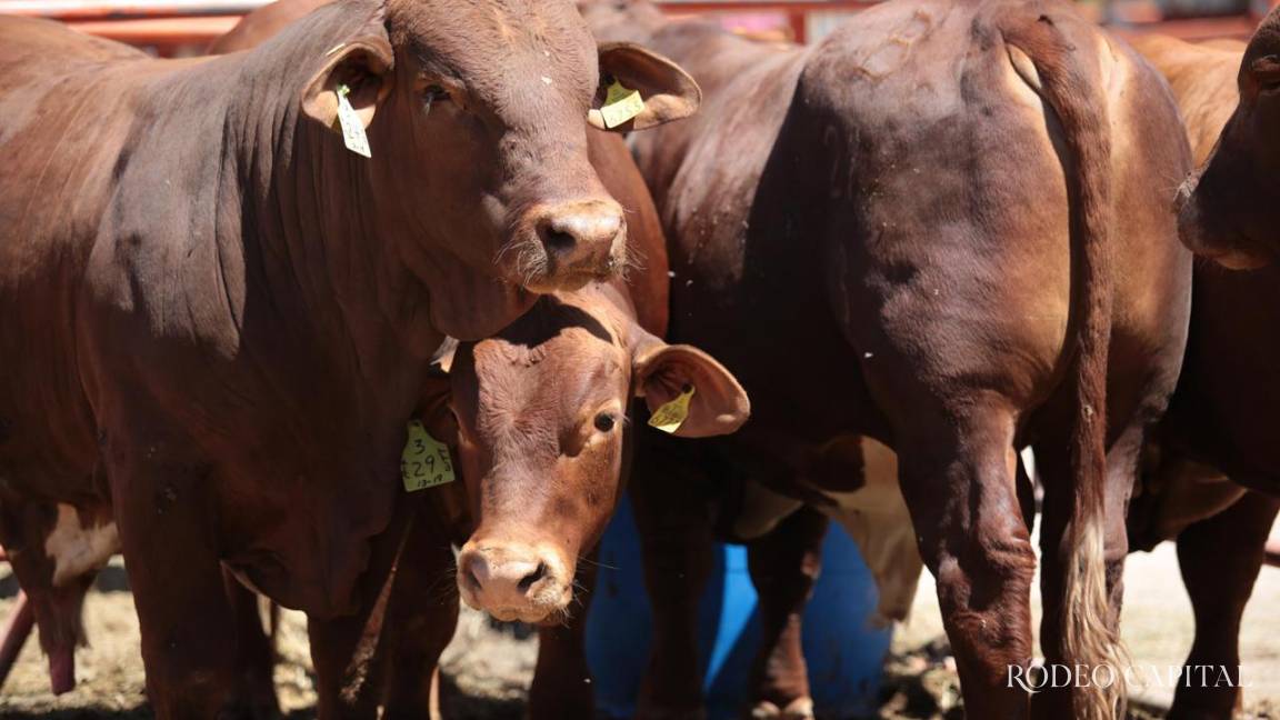 Pulso Ganadero: El gusano barrenador y la memoria del campo