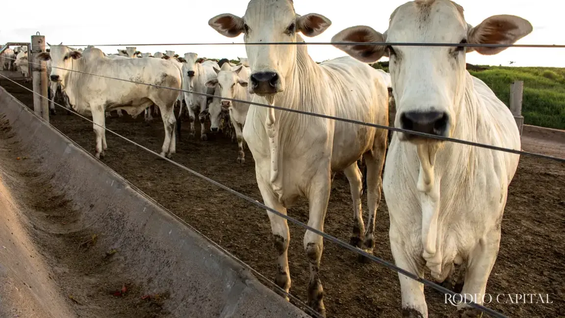 Colocarán microchips al ganado ante reapertura de la frontera