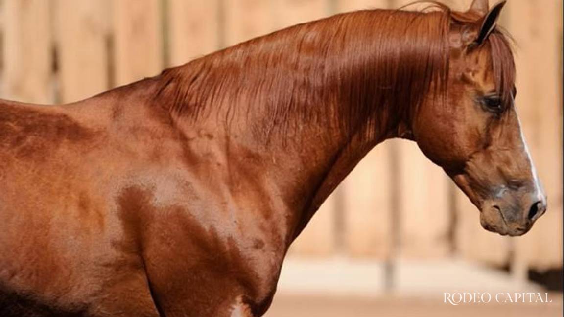 Caballos Leyenda: De una apuesta discreta a un referente del reining