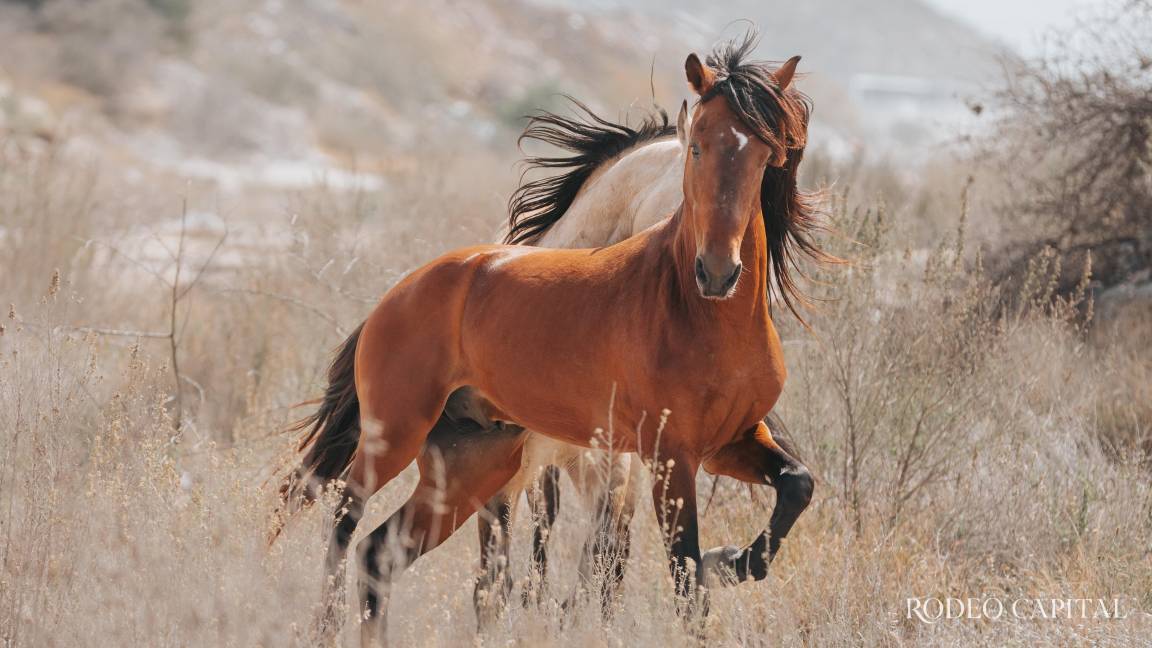 Caballos Leyenda: El criollo mexicano