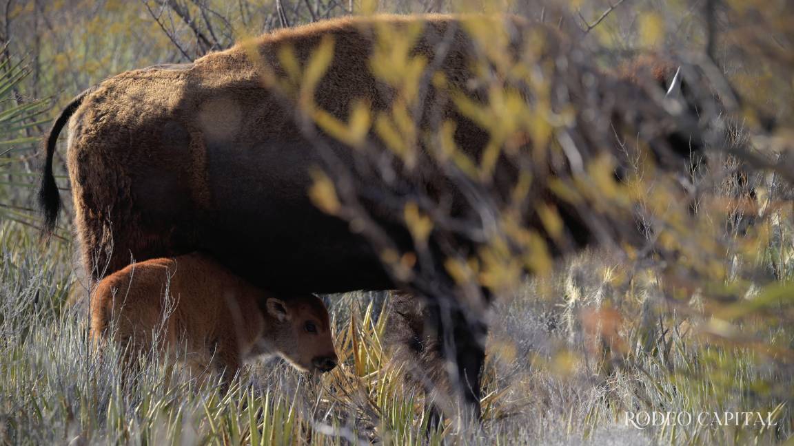Crece la manada de bisontes en Cuatrociénegas; nacen tres crías
