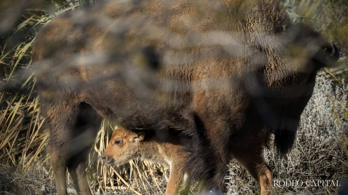 Crece la manada de bisontes en Cuatrociénegas; nacen tres crías