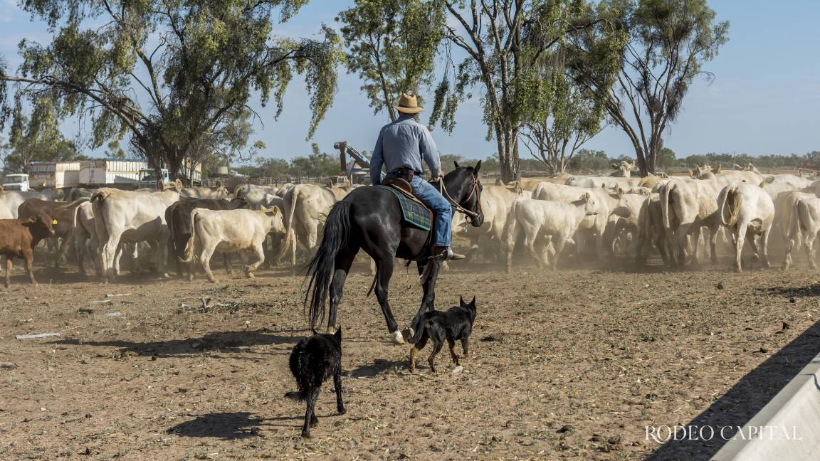 Pulso Ganadero: Ganadería y honestidad, un compromiso que no admite grietas