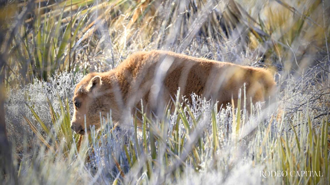 Crece la manada de bisontes en Cuatrociénegas; nacen tres crías