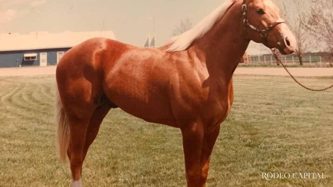 Caballos Leyenda: Sun Frost, una auténtica leyenda del norte de EU