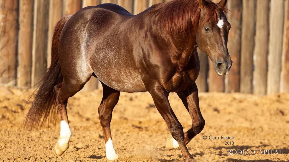 Caballos Leyenda: Un semental histórico, High Brow Cat