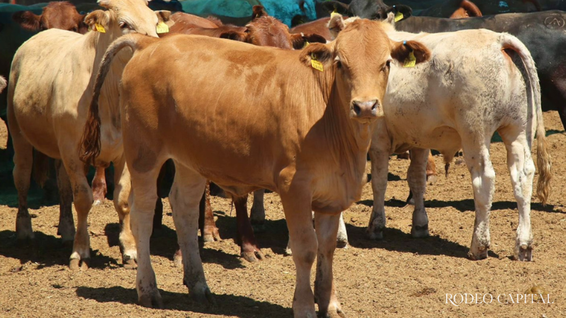 Ganaderos de Coahuila se declaran listos para reanudar la exportación a EU