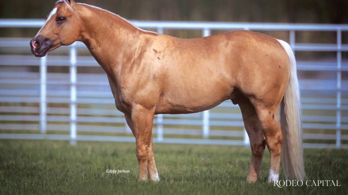 Caballos Leyenda: El origen de una dinastía, Shining Spark
