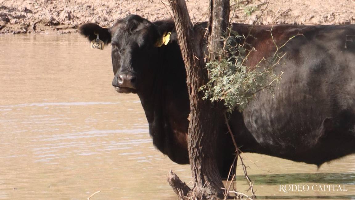Pulso Ganadero: Agua, el verdadero hato invisible del rancho