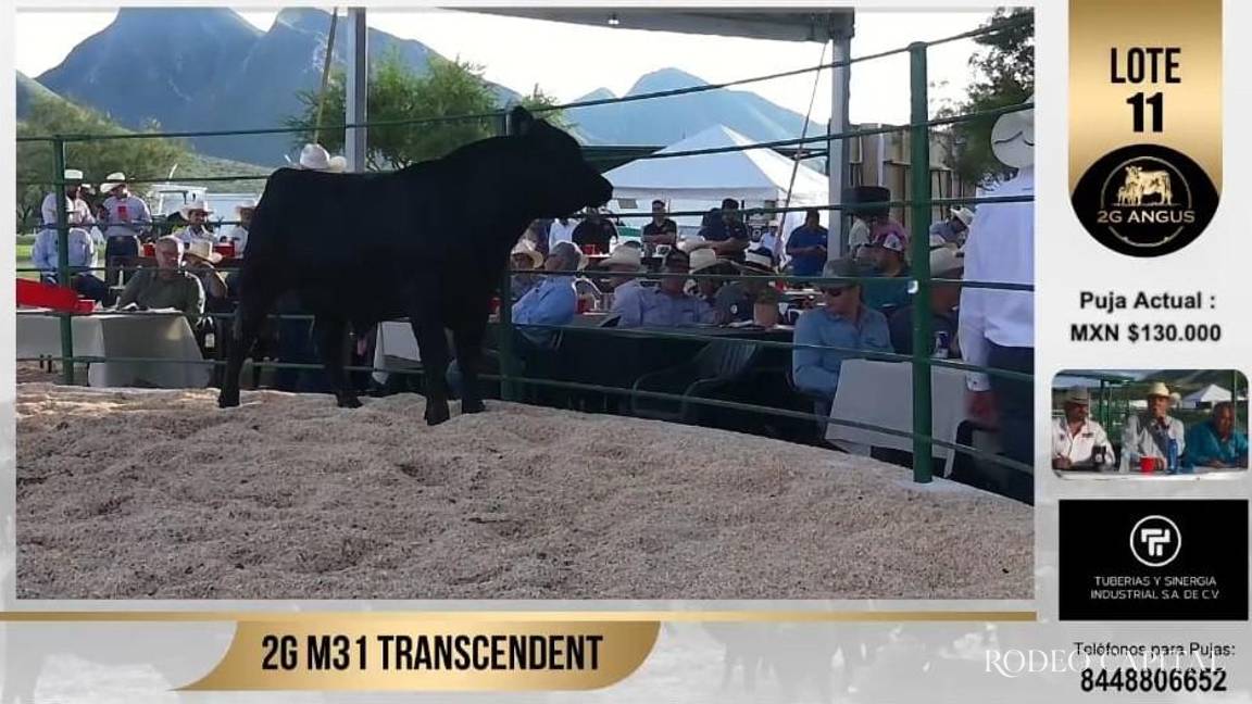 Realizan con éxito subasta de ganado Angus