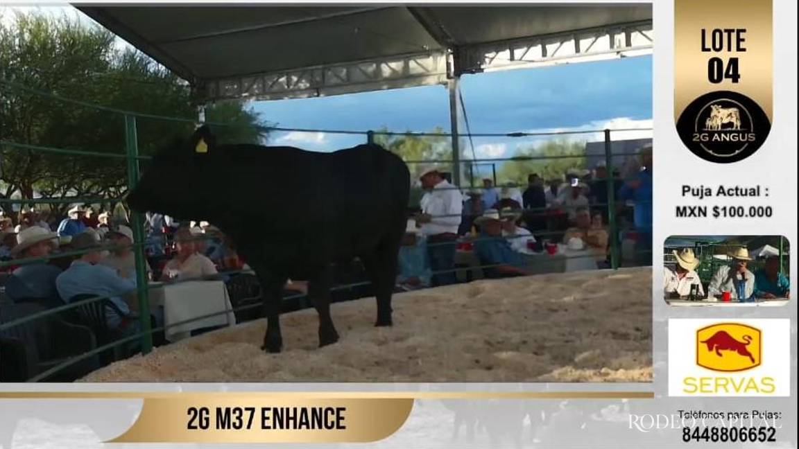 Realizan con éxito subasta de ganado Angus