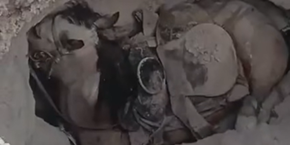De los dos caballos, uno falleció en el socavón al que cayó durante una Cabalgata en Viesca.