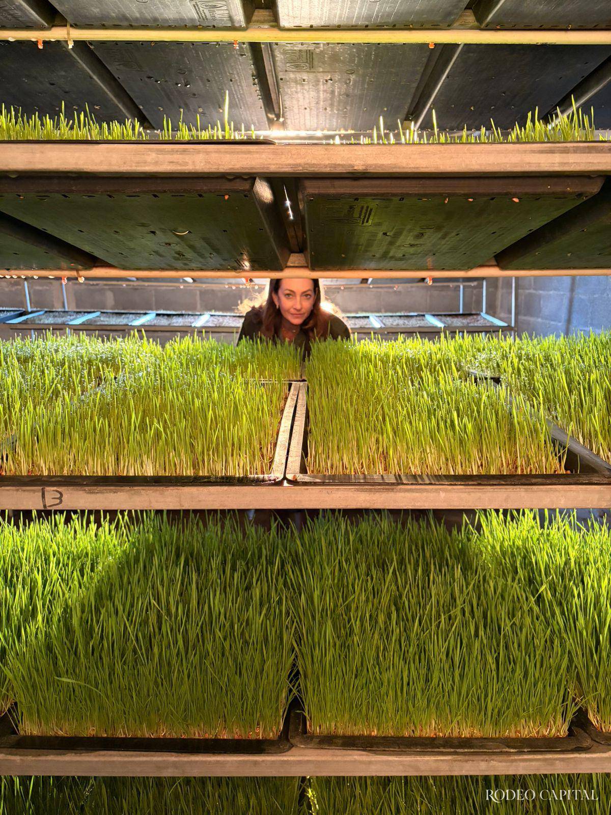 $!La hidroponía se convierte en aliada frente a la sequía: nutrición estratégica para mantener la calidad del hato.